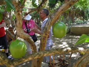 Visite d'un jardin - Calebas