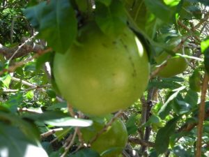 Visite d'un jardin