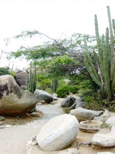 Jardin de cactus et de roches