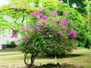 Fleurs sur la base militaire