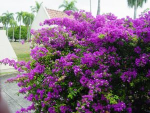 Belles fleurs sur l'ancienne base militaire