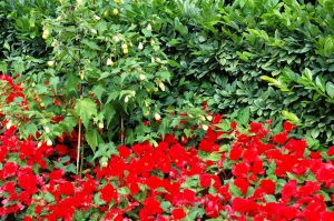 Les fleurs du Regent's Park ( près de notre hôtel)