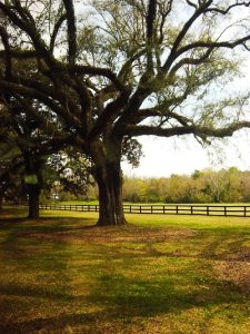 Arbre sur la Plantation Boone