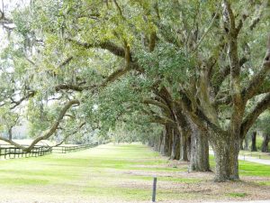 Haie d'arbres