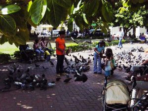 Les enfants et les pigeons