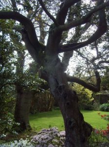 Dans le jardin de la maison Haute-Ville (Victor Hugo)